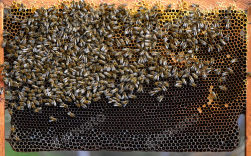 Preview: Close up view of the working bees on honey cells
