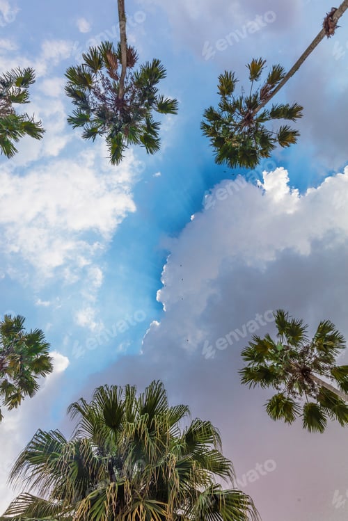 Preview: Washingtonia, Amazon, Belem do Pará, Para, Brazil
