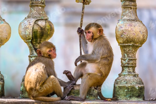 Preview: Macaque monkeys at Taung Kalat on Mt. Popa