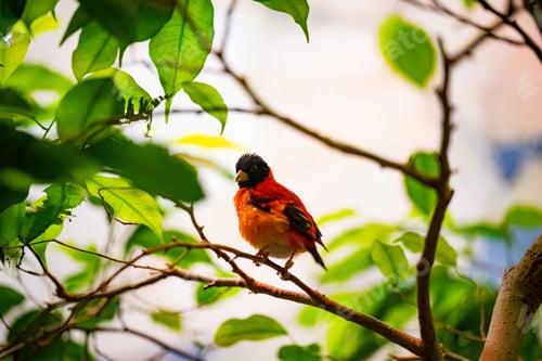 Preview: Closeup of a fiery siskin (Spinus cucullatus) perched to a branch against blurred background