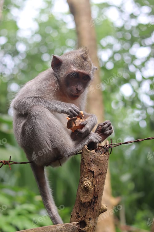 Preview: Monkey portrait. Baby monkey.