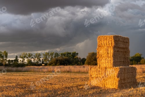 Preview: straw alpacas piled in a mown field at dusk in a summer cloudy day