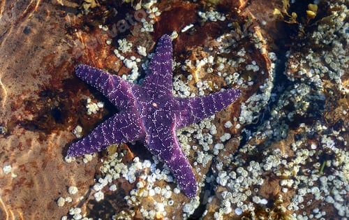 Preview: Purple sea star laying on a barnacle covered rock in the saltwater in British Columbia