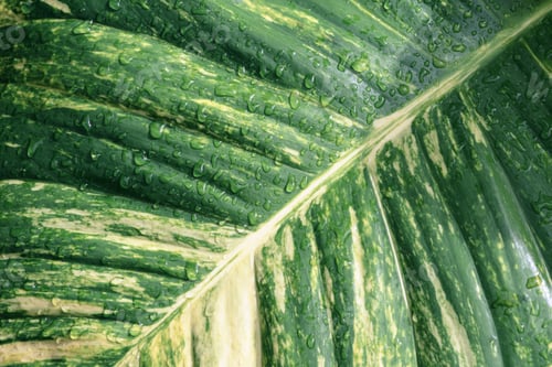 Preview: Tropical green leaf with water droplets creates fresh natural background for wellness