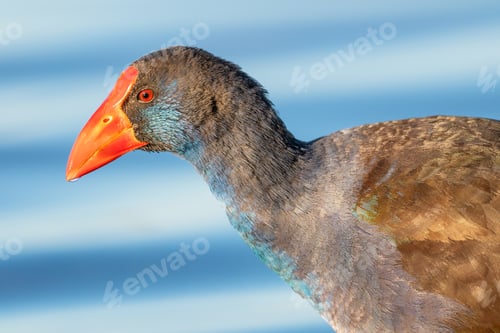 Preview: Purple Swamphen Portrait