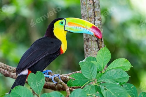 Preview: Keel-billed Toucan (Ramphastos sulfuratus). Colorful bird with a monitoring ring on its leg
