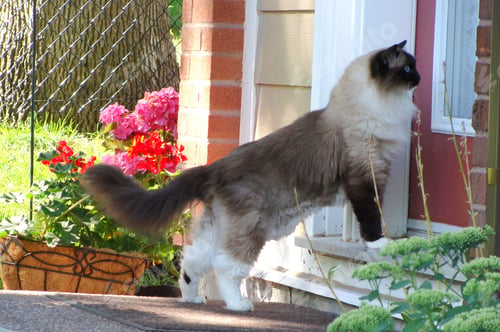 Preview: Domestic beautiful cat is at the door