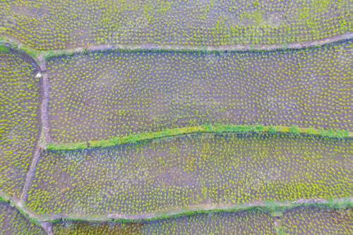 Preview: Fresh paddy rice, green agricultural field in countryside or rural area in Asia. Nature landscape.
