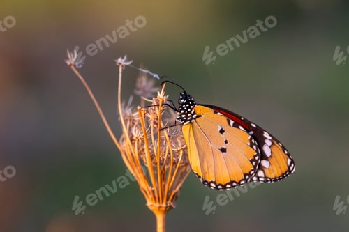 Preview: Sultan butterfly on plant ; Danaus chrysippus butterfly
