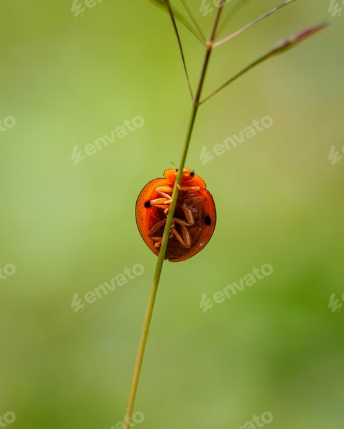 Preview: ladybugs