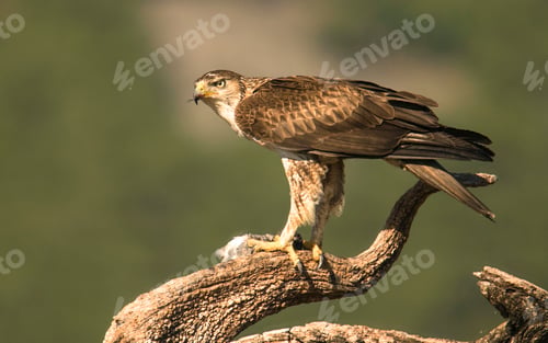 Preview: Furious wild eagle