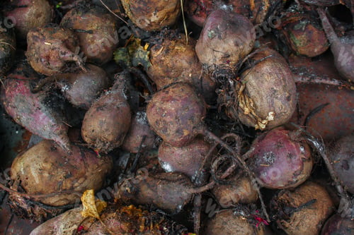 Preview: Beet Harvest Beetroot (Many Fruits Of Beets That Just Dug From The Ground) Concept. Food