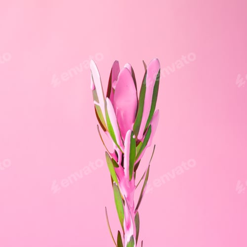 Preview: Flower with dripping pink paint. Minimal summer exotic concept with copy space.