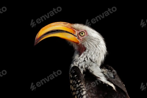 Preview: Yellow-billed hornbill portrait on black