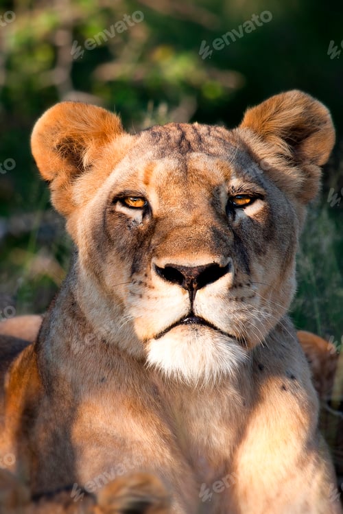 Preview: The head of a lioness, Panthera leo, lying down, alert, ears forward
