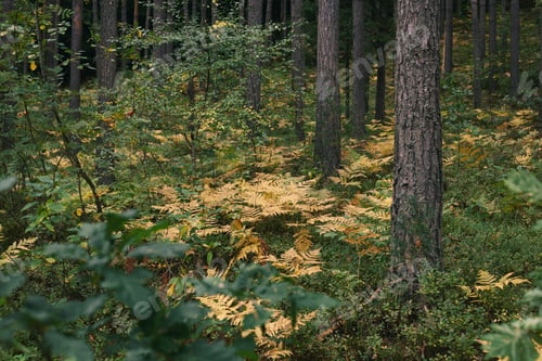 Preview: Mysty dark autumn forest. Yellow fern leaves near trees.