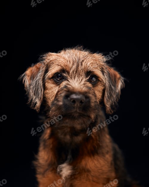 Preview: Close Up Studio Portrait Of Border Terrier Puppy Against Black Background