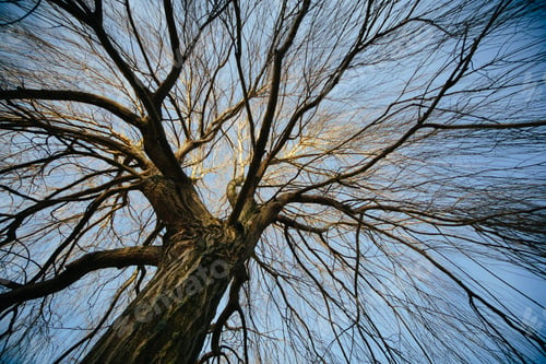 Preview: Willow tree in Autumn