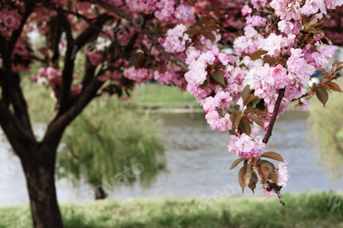 Preview: delicate flowers of pink sakura . Delicate artistic photo. selective focus.
