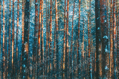 Preview: Winter forest nature snow woods background