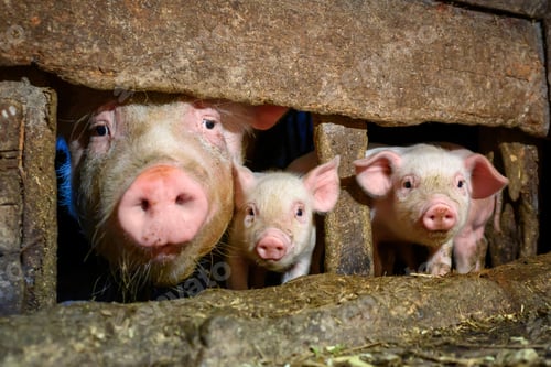 Preview: Young dirt piglet are feeding on farms pig. Pigs portrait