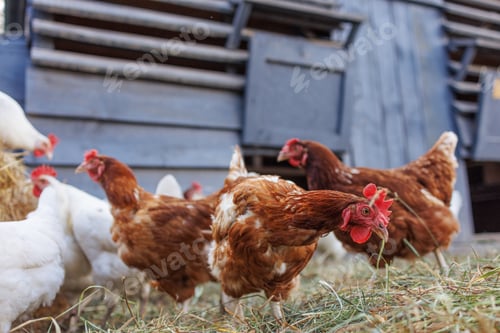 Preview: Brown hen pecking at feed in sunny farm yard, free range chickens on eco farm
