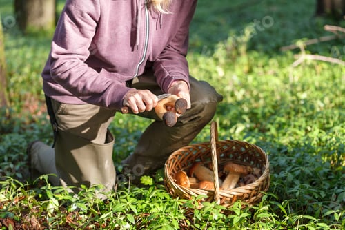 Preview: A woman is cutting a white mushroom with a knife. Hands of a woman, a knife, mushrooms.