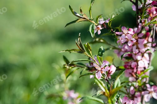 Preview: Pink Ornamental Almond Flowers, Close Up.