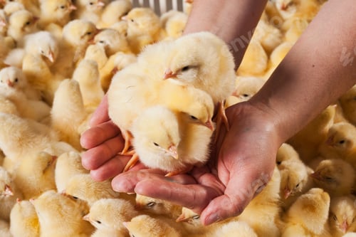 Preview: chick