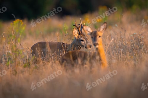 Preview: Roe deer walking behind a doe on field in summer nature