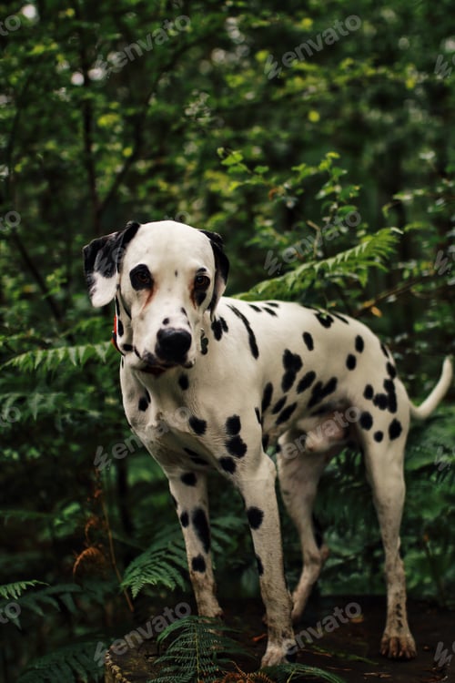 Preview: Cute Dalmatian puppy in the forest