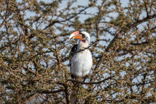 Preview: Closeup of a Jackson's hornbill perched on a green tree in a safari in Kenya