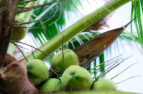 Preview: Bunch of coconut on coconut tree. Tropical fruit. Palm tree with green leaves and fruit. Coconut