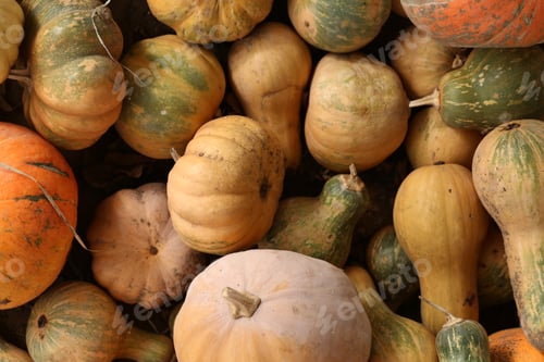 Preview: Many pumpkins on a nature surface