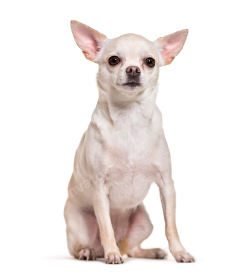 Preview: Chihuahua dog sitting, cut out