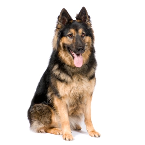 Preview: German shepherd (3 years)
