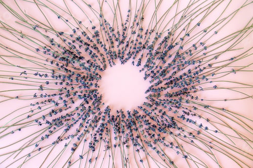 Preview: Dried lavender isolated on pink background arranged in circular motion. Spa and relaxation concept.