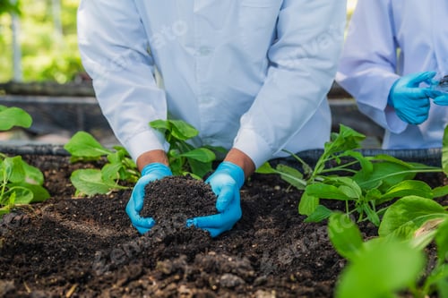 Preview: Scientists examined the quality of vegetable organic from hydroponic farm.