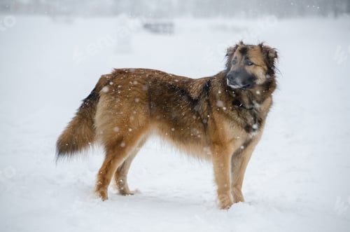 Preview: Brown dog standing in snowy landscape