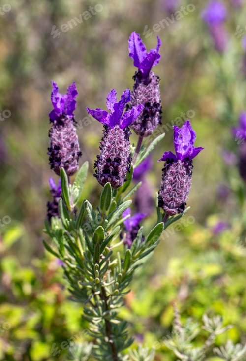Preview: Wild flower, scientific name; Lavandula stoechas