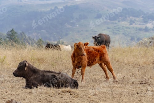 Preview: two cows, a baby cow, and a older one in an open field
