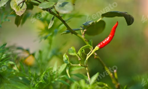 Preview: Red Chili