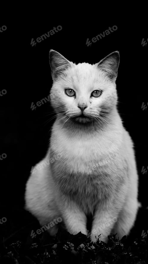 Preview: Cat Portrait in Black and White