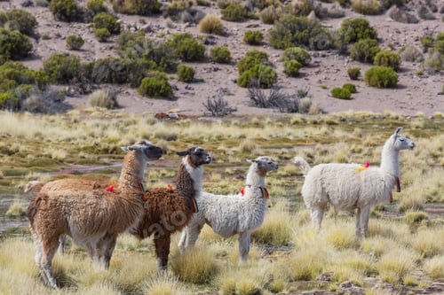 Preview: Llama