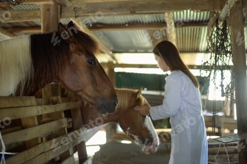 Preview: Side view of female veterinarian examining horse in stable