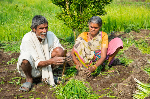 Preview: Indian farmer with family working in onion field, India.