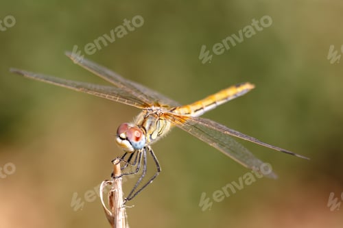 Preview: Dragonfly ( sympetrum sp )