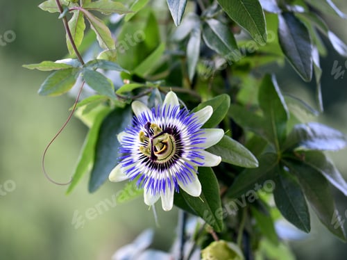 Preview: Nice passion flower in the garden