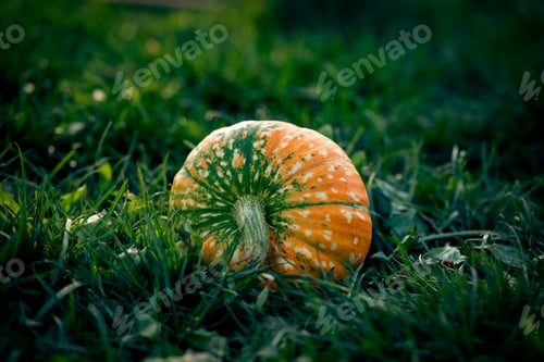 Preview: autumn decorative pumpkins. Thanksgiving or Halloween holiday harvest concept.