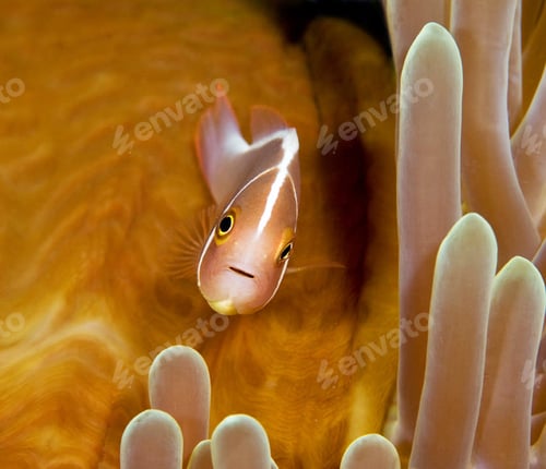 Preview: Colorful sea life underwater, shallow underwater seascape